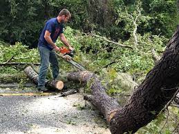 Trusted Fairfax Station, VA Tree Services Experts