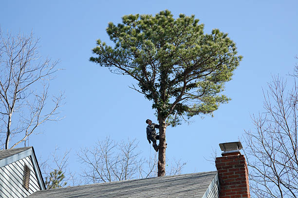 How Our Tree Care Process Works  in  Fairfax Station, VA